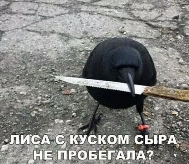 Весёлый полтишок 17.05.22