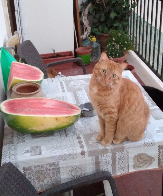 А у нас сегодня кошка родила вчера котят