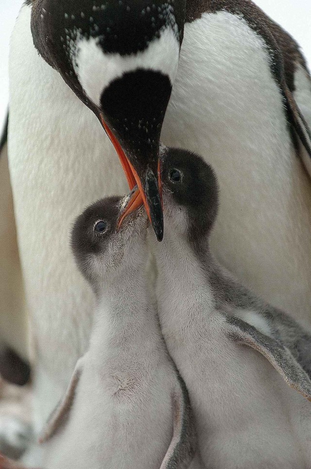 Северный ледовитый океан