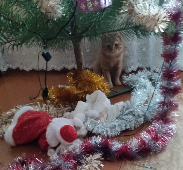 Котодракула