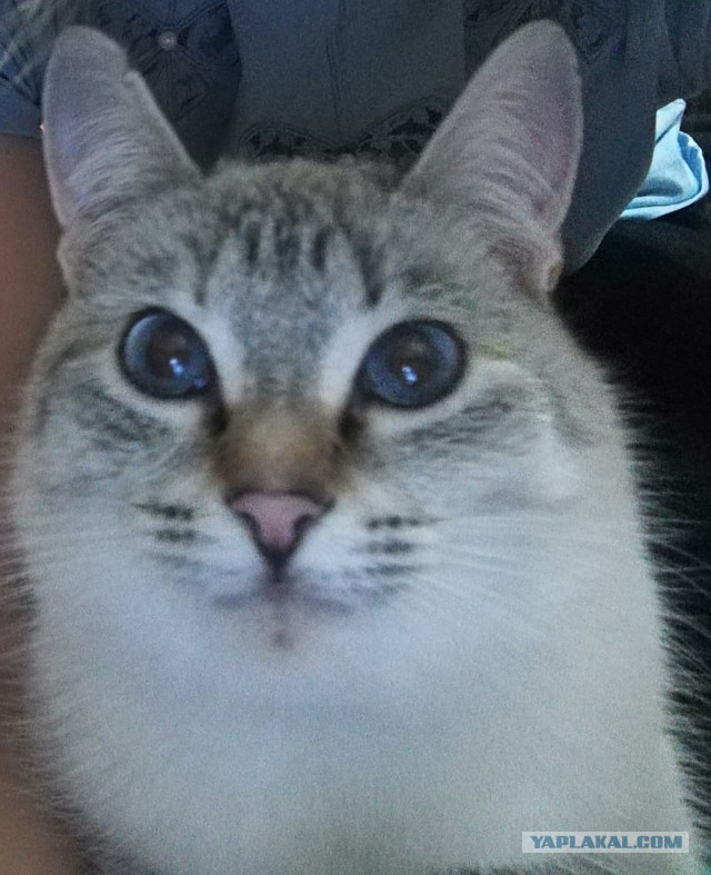 Начинаем котовторник.