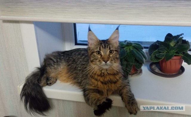 Знакомьтесь, Рыся