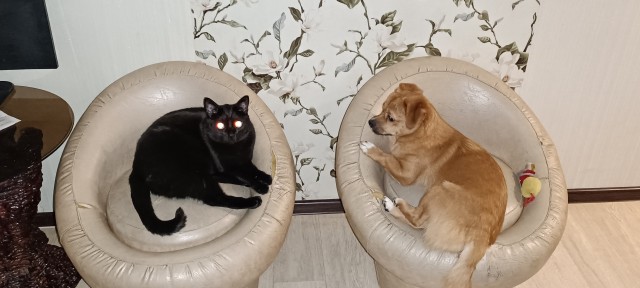 Котовторник