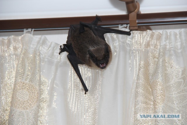 15 фото, раскрывающих природу с темной стороны, заставляя трепетать перед ее силой и грозностью