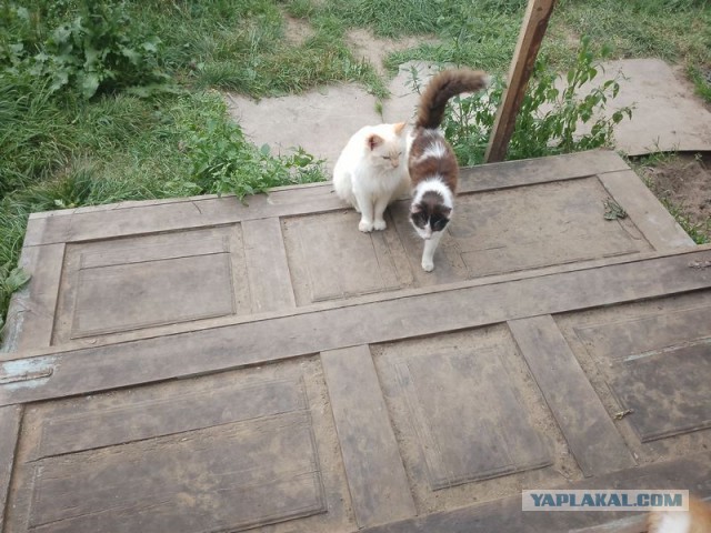 Жизнь домашнего приюта для котеек 459