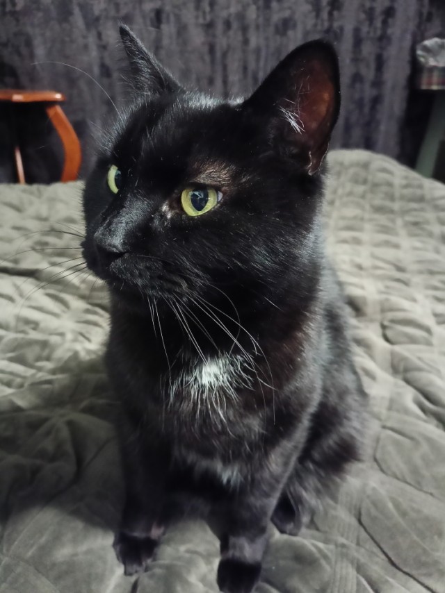 Всех с котовторником