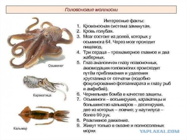 Да куда ты меня тащишь