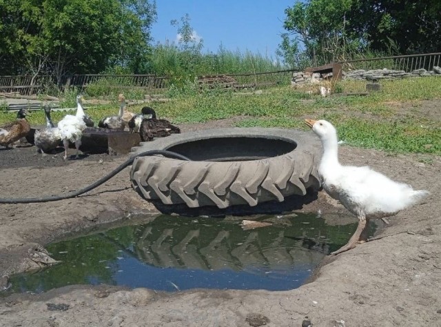Веселая ферма: всё в куче