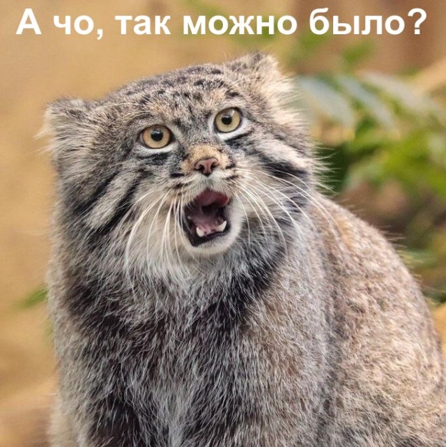 Манул