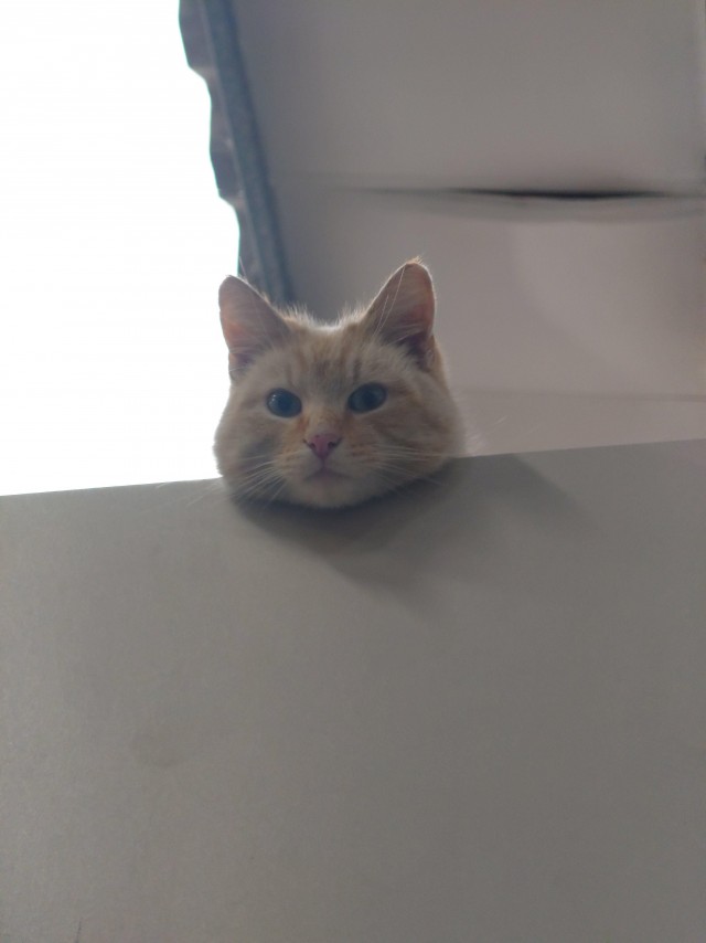 Кот выбрал человека