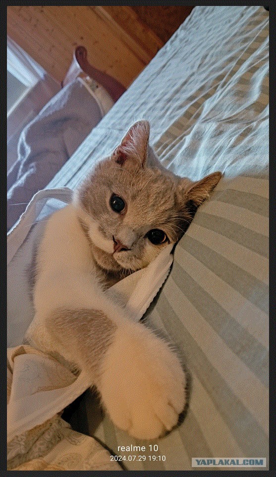 А у вас есть кот в доме?