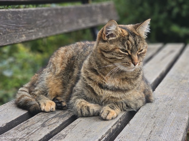 К котовторнику