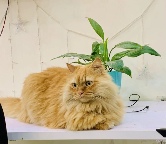 Рандомных фото котов тред