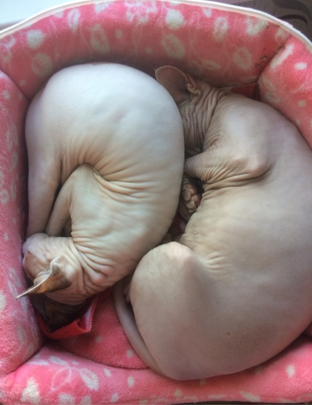 Котенок …