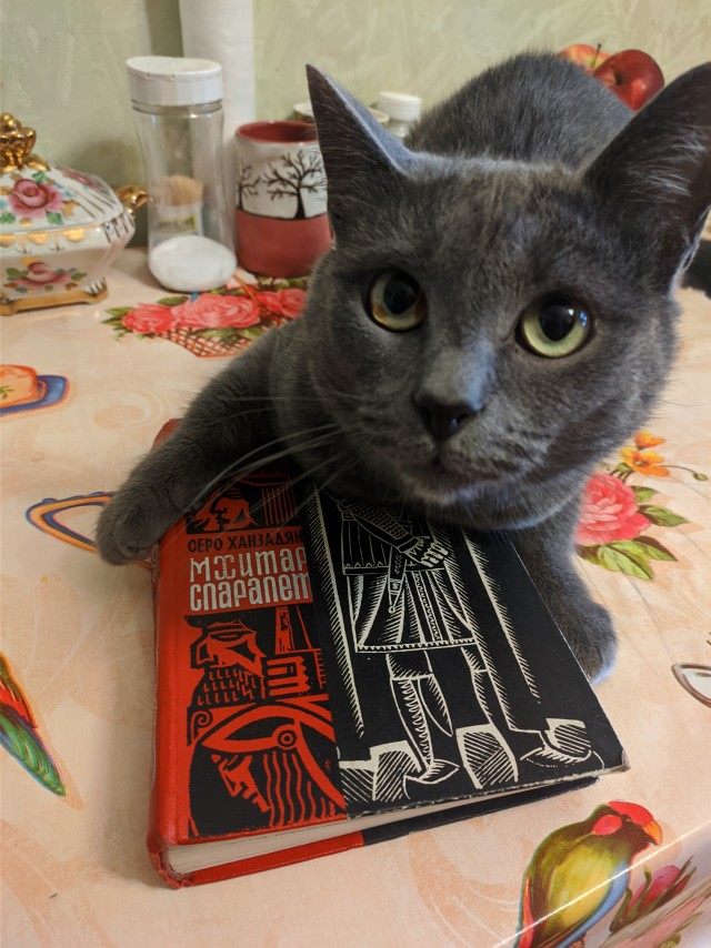 Говорят, у котов 9 жизней