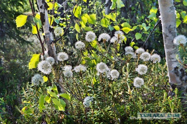 Красота! Лето на Ямале. Фото