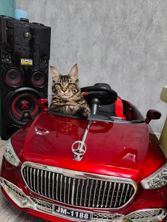 Котовторник же