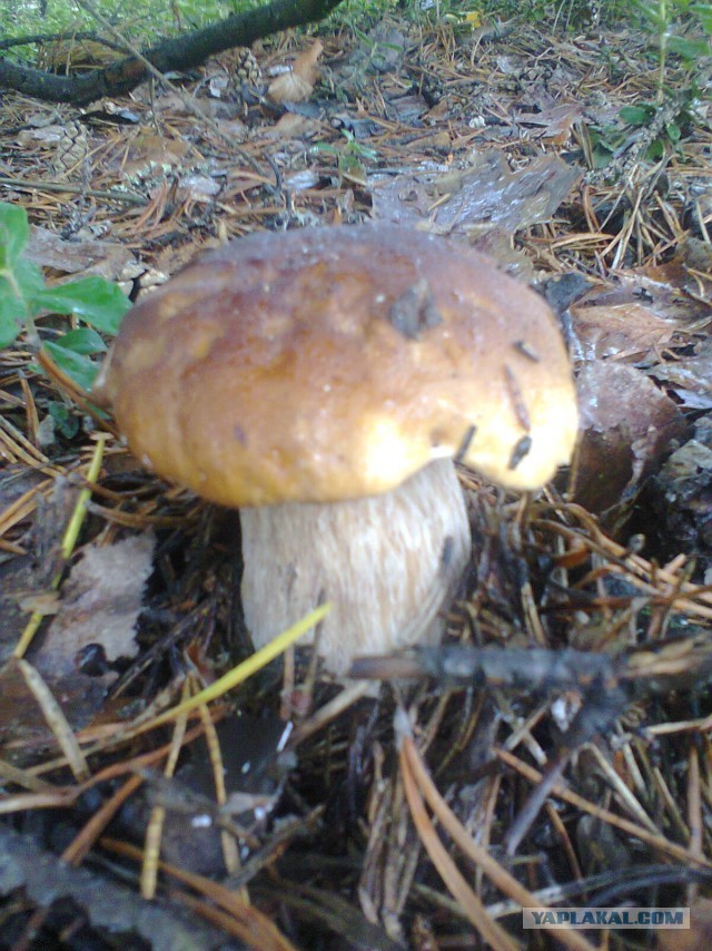 За грибами