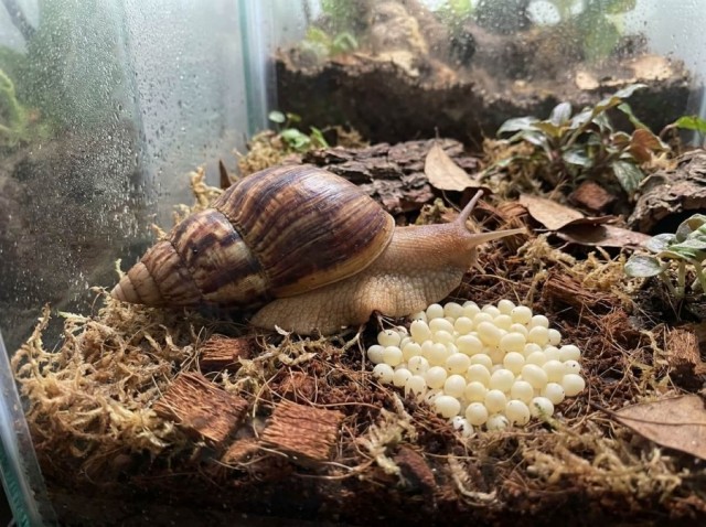 Познавательно. Как размножаются улитки?