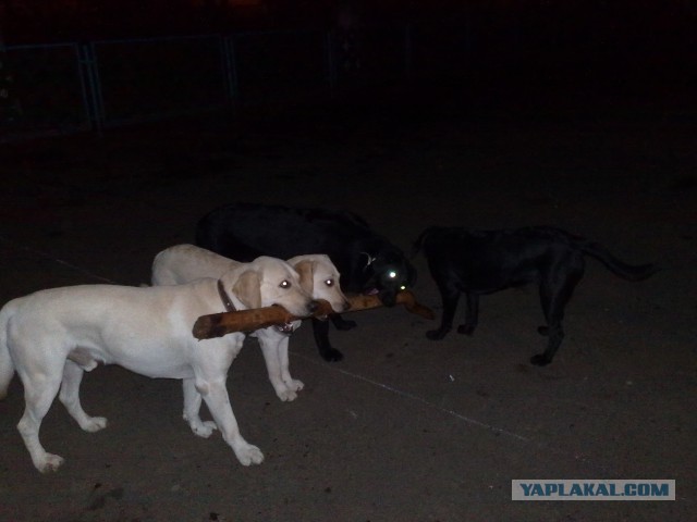 Что такое собака в доме