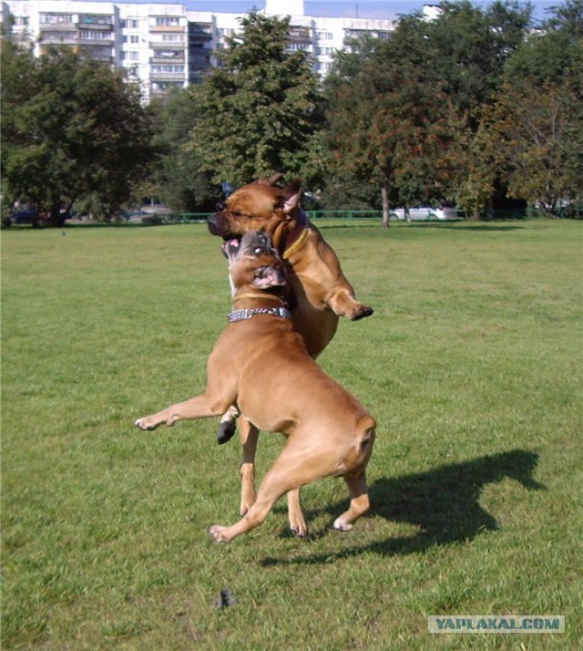 О, my dog