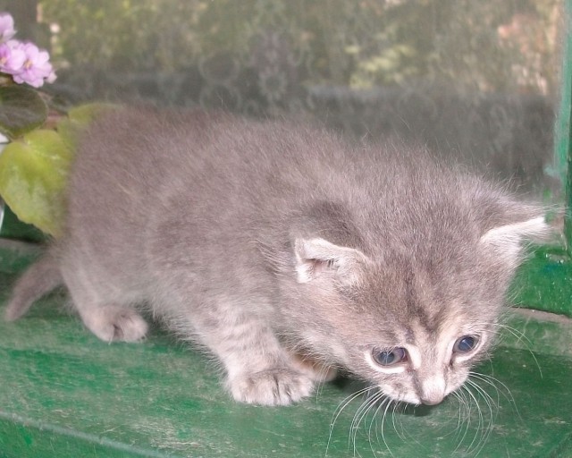 Котовторник 10.06.2014