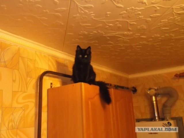Котовторник 17.06.2014