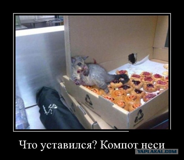 Смешные картинки с подписями 2