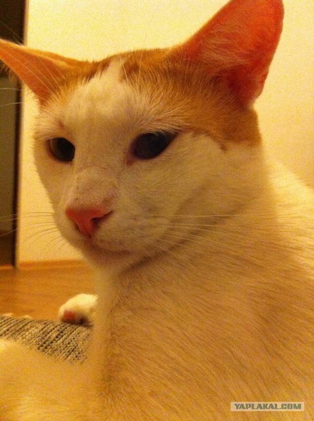 Котовторник 26.08.14.