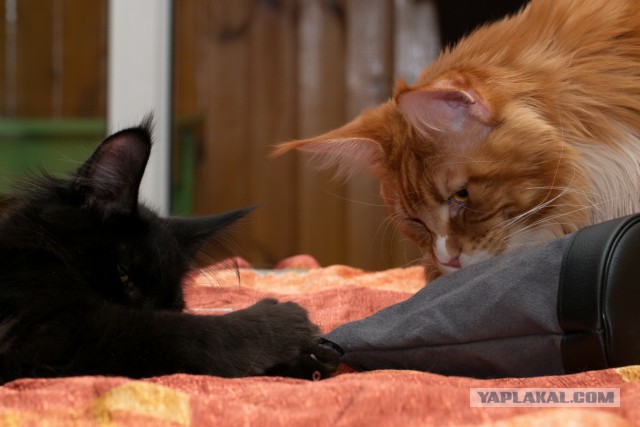 Котовторник 2.12.14