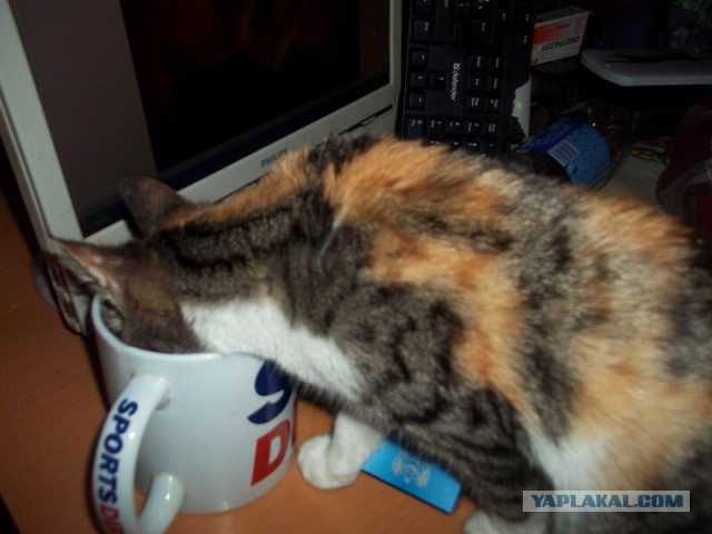 Жизнь домашнего приюта для котеек 44