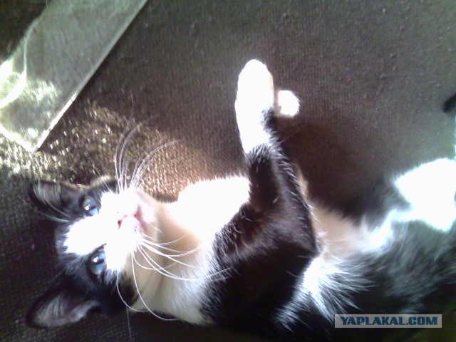 Котовоскресенье