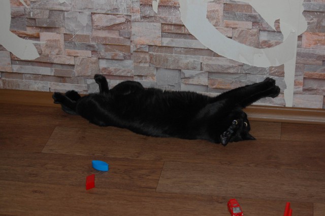 Котовторник 24.03.2015