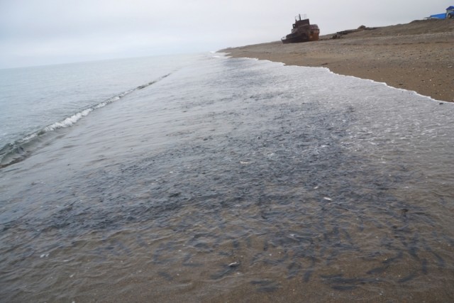 Рыбалка во Владивостоке