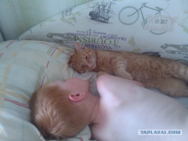 Котовторник 7.07.2015
