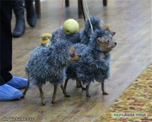 День Ежа