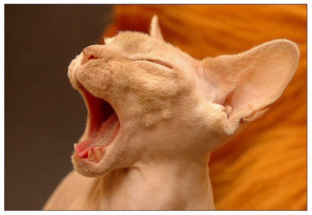 Коты, кошки, котята
