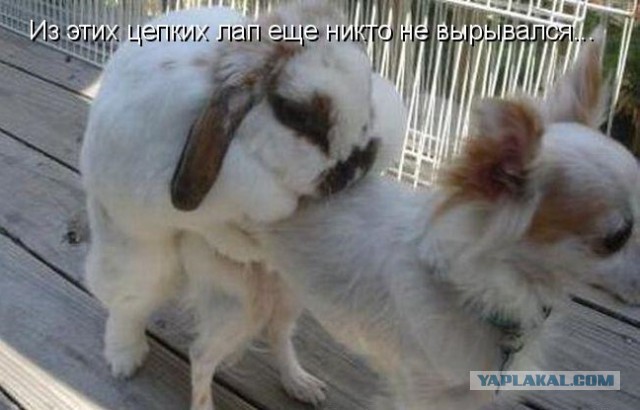 Кот такого не ожидал