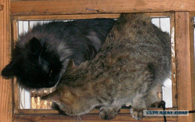Котовторник 23.02.2016