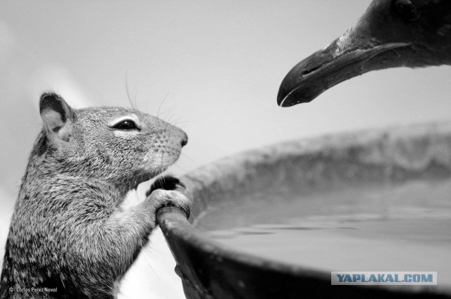 Эти глаза напротив. Калейдоскоп.