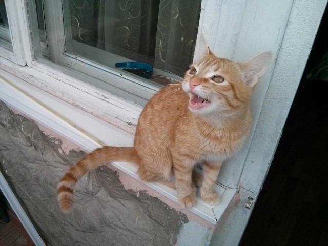 КотоВторник 26.04.2016