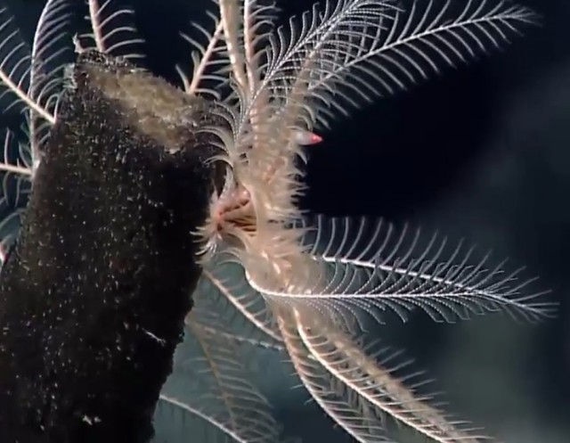 Началась онлайн-трансляция происходящего в самом глубоком месте Земли