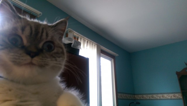 Селфи-кот запилил новые фотки