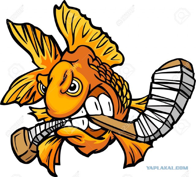 «У разбитого корыта»: выпущенные на волю золотые рыбки оказались злостными вредителями