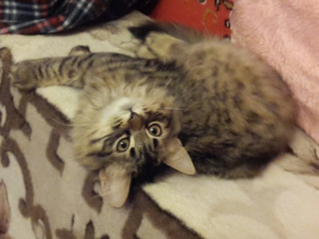 Коты из сети