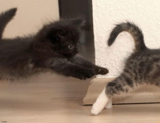 Коты из сети