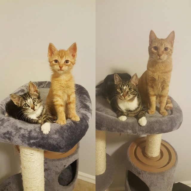 Коты из сети