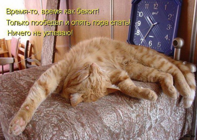 Коты и Кошки