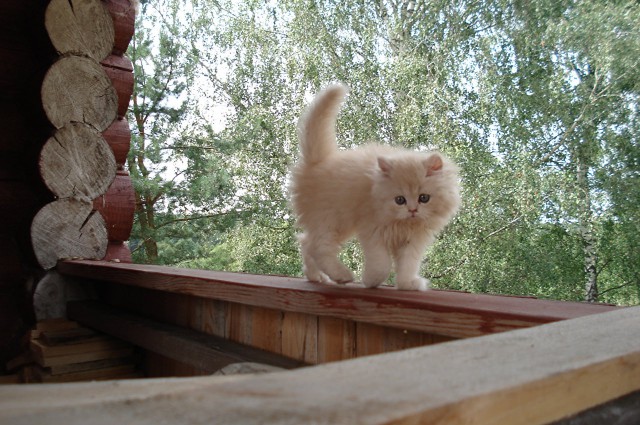 Коты и Кошки