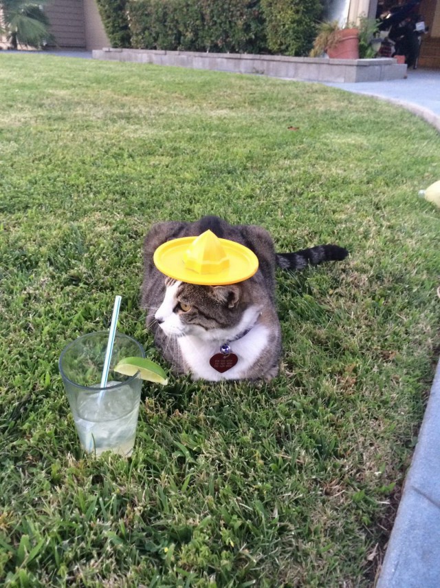 Коты и Кошки